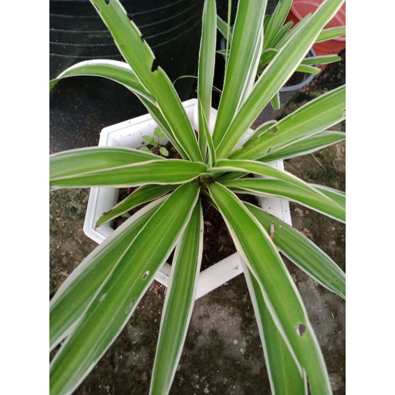 Cây rủ khách/ lan  phát tài/ cỏ lan chi