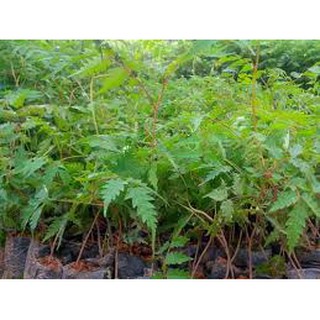 CÂY GIỐNG XOAN ĐÀO (CÂY GIỐNG DÂU DA XOAN)