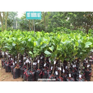 Giống Mít Không Hạt