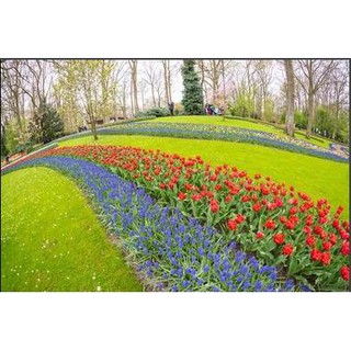 Tranh dán tường Tranh đồi hoa tulip lãng mạn, tranh dán tường 3d hiện đại (tích hợp sẵn keo)
