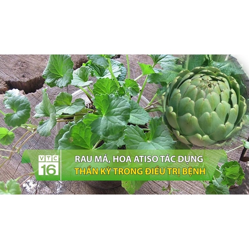 Trà Hoa ATISO  Trắng  Sapa ( 500gr Trà hoa atiso sấy lạnh hàng mới về thơm chuẩn )