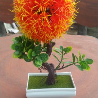 Combo 4 cây cẩm tú cầu tự chọn
