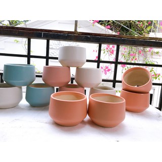 Cây sen đá mông lithops 1 năm tuổi