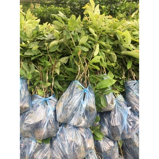 Cây giống hạt dẻ Chestnut Trùng Khánh