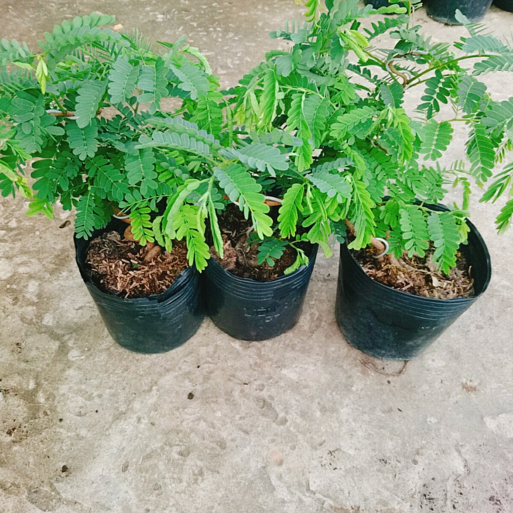 Cây Me Bonsai - cây cảnh bonsai