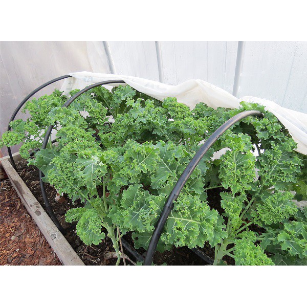 5 Cây Kale Xoăn Xanh 4_7cm Ship 30 phut có ngay. 200k tặng 0.5L dịch trùn KHO TẠI QUẬN 11, 7, 9, THỦ ĐỨC VÀ PHÚ NHUẬN