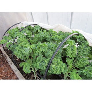 Cây có sẵn-5 cây kale xoăn xanh 4_7cm ship 30 phut có ngay. tặng dịch trùn kho q11,7,9, thủđức,phúnhuận