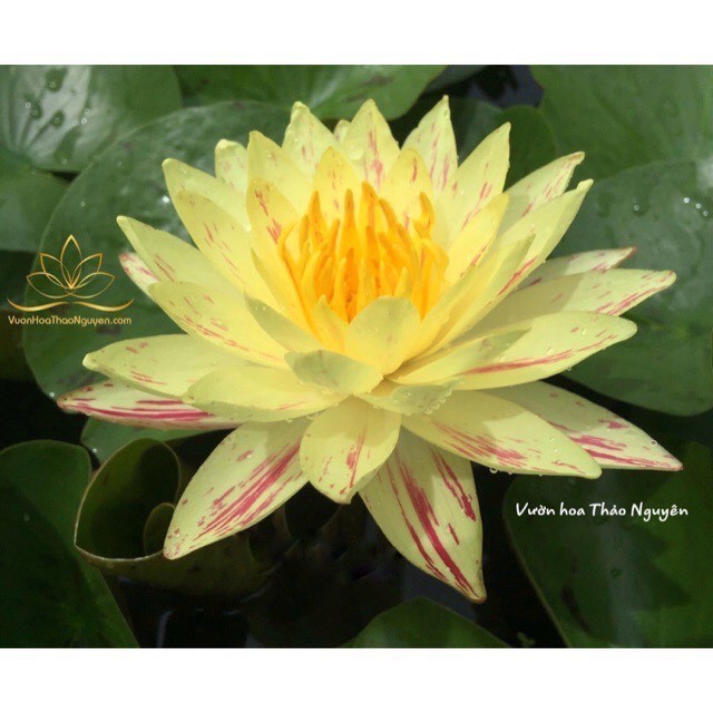 COMBO 6 CÂY HOA SÚNG THÁI LAN