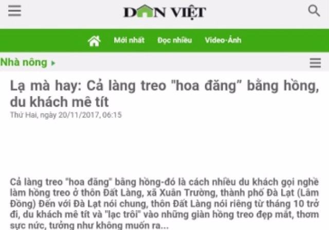Hồng treo gió Cầu Đất- Đà Lạt | BigBuy360 - bigbuy360.vn