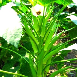 Hạt giống đậu bắp xanh, Đậu Bắp đỏ - đậu bắp Cây lùn Siêu Trái Nhanh Ăn