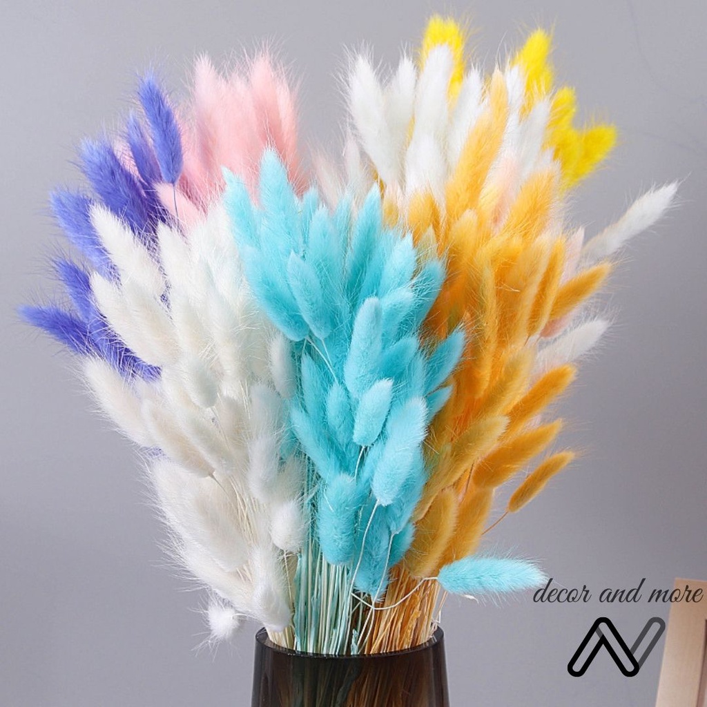 Hoa khô cỏ đuôi thỏ, cỏ lau bunny tails decor trang trí chụp ảnh