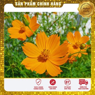 Hạt Giống Hoa Cúc Sao Nháy mix(100 hạt)