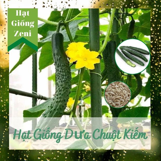Hạt Giống Dưa Chuột Kiếm Dưa Leo Nhật Tỷ Lệ Nảy Mầm Cao > 90%, Hạt Giống Zeni Z00012