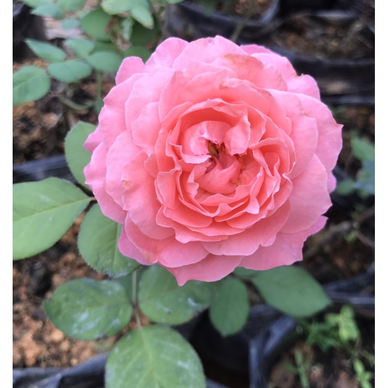 Cây hồng Camelot rose