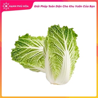 Hạt giống Cải Thảo Goki- 1gr- Sen Vàng-Tỉ Lệ Nảy Mầm Cao, Thu Hoạch Quanh Năm, Ăn Ngon Ngọt, Tốt Cho Sức Khỏe