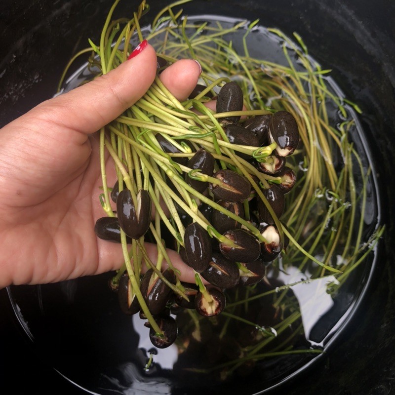 Gói 5 Hạt Giống Hoa Sen Mini Nhật Mix 5 màu khác nhau - kèm dung dịch thuỷ canh, tỷ lệ nảy mầm cao