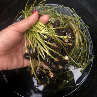 Gói 5 Hạt Giống Hoa Sen Mini Nhật Mix 5 màu khác nhau - kèm dung dịch thuỷ canh, tỷ lệ nảy mầm cao