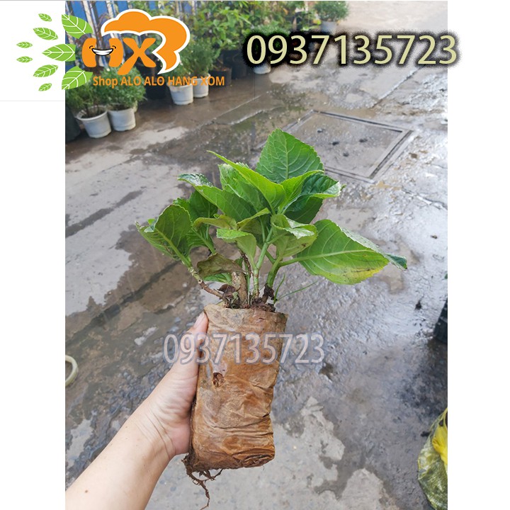combo 5 cây cẩm tú cầu cây giống