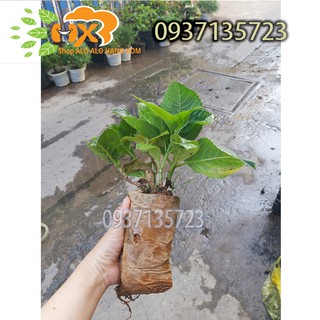 Combo 5 cây cẩm tú cầu cây giống