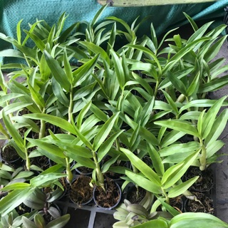 CÂY GIỐNG KÈN LAI CHÂU CAO 5-10CM