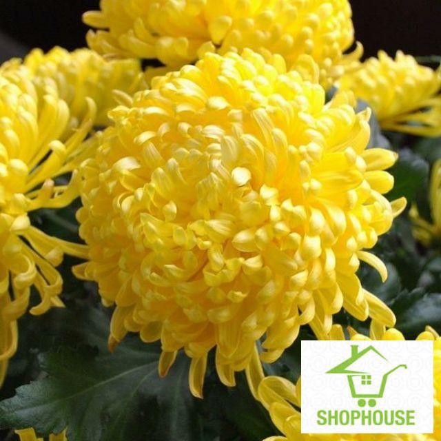 Shophouse Hạt giống hoa cúc vàng gói 200 hạt  SHOP HOUSE  TẾT KHUYẾN MẠI
