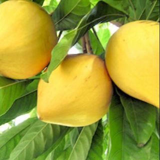 Cây trứng gà,lê kima.