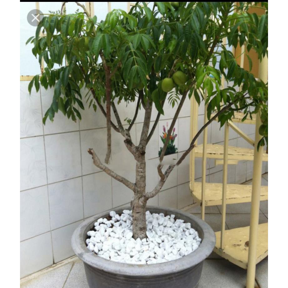 Cây giống cóc thái + Tặng  phân hữu cơ cao cấp