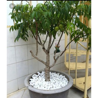Cây giống cóc thái + Tặng (0,3kg) phân hữu cơ cao cấp