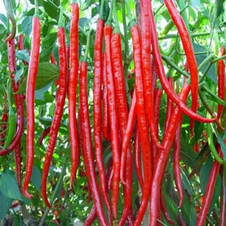 1 lạng hạt giống ớt dài hàn quốc