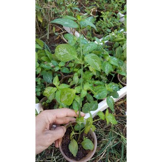 Cây lá cẩm tím (1 cây)