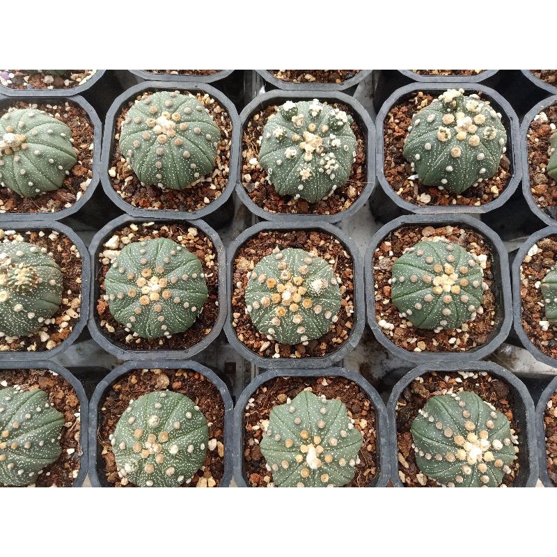 xương rồng astrophytum asteria