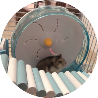 💜 WHEEL CHẠY DÀNH CHO HAMSTER 💜