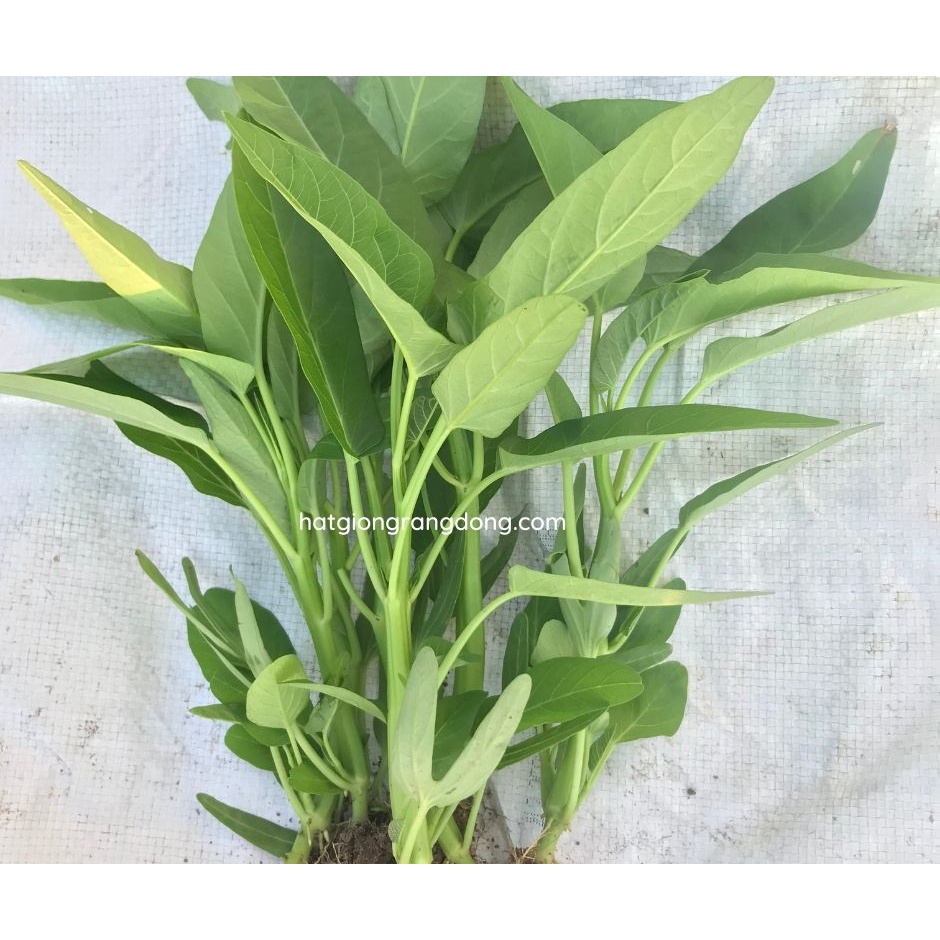 Hạt giống rau muống lá lớn gói 50gam