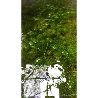 Rong đuôi chó - Cây thủy sinh (1 bó 10 nhánh)