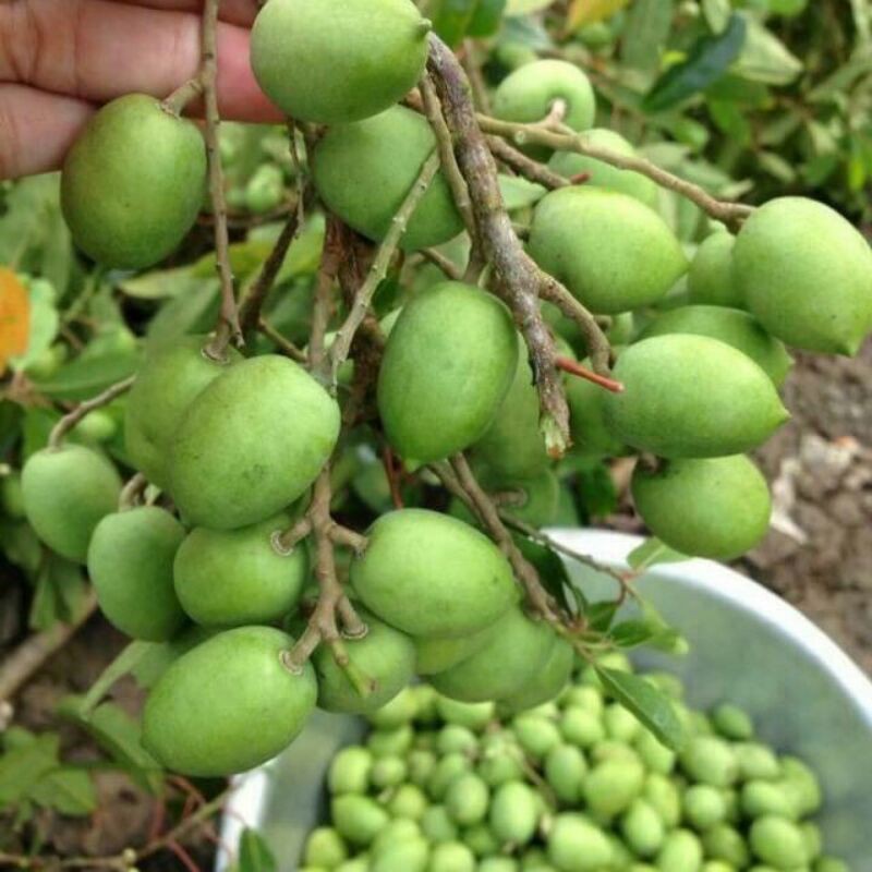 Cây Cà na Thái tứ quý siêu trái