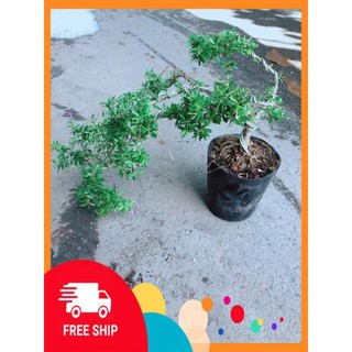 Linh Sam Bonsai
