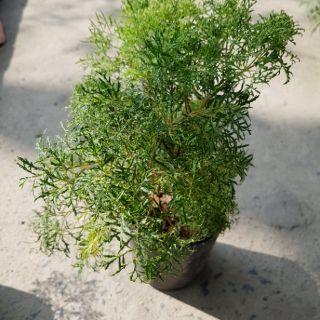Đinh Lăng Lá Nhỏ (đinh lăng nếp)
