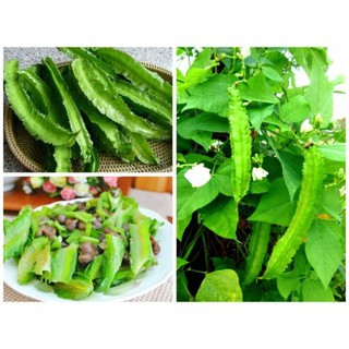 10 Hạt giống đậu rồng