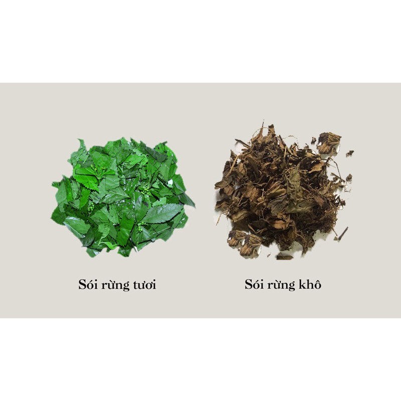 Cây sói rừng DV020