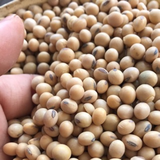 Đỗ Tương Hạt hay còn gọi là đậu nành khô ngon giao hàng luôn có số lượng lớn giá sỉ