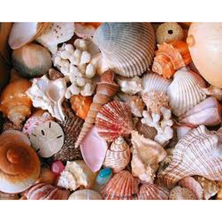 vỏ ốc trang trí bể cá 100 gr