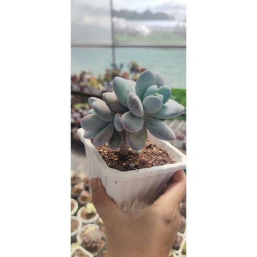 sỏi dẹp laui thụ