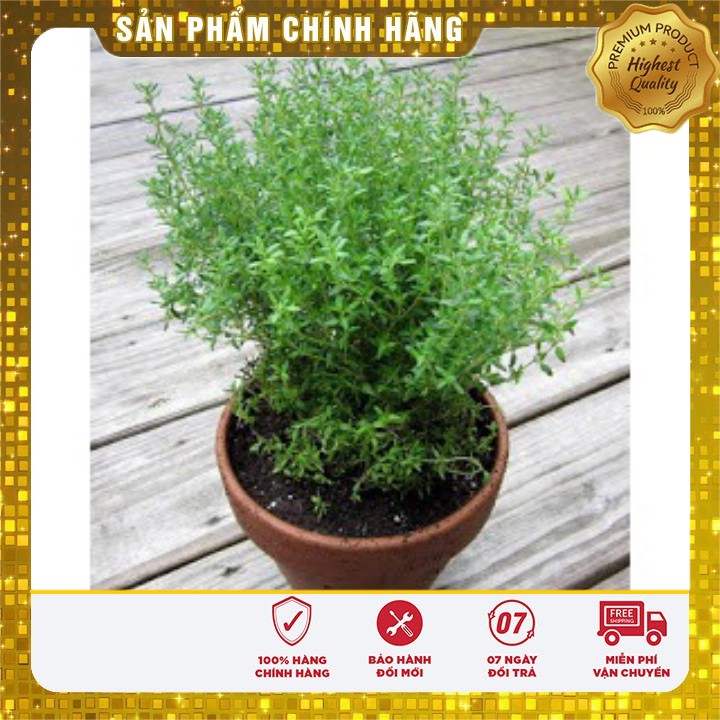 Hạt giống Cây Xạ Hương cây gia vị thơm vườn nhà gói 50 Hạt