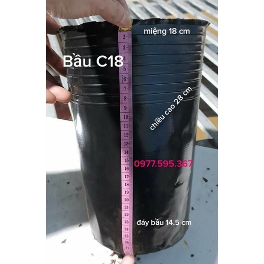 Chậu sầu riêng  , .