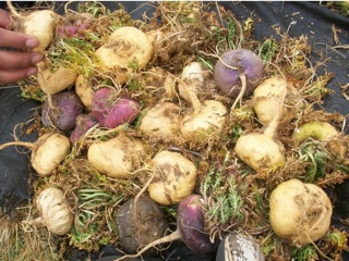 Bột Maca Peru nguyên chất Supper Food (nhân sâm Peru)