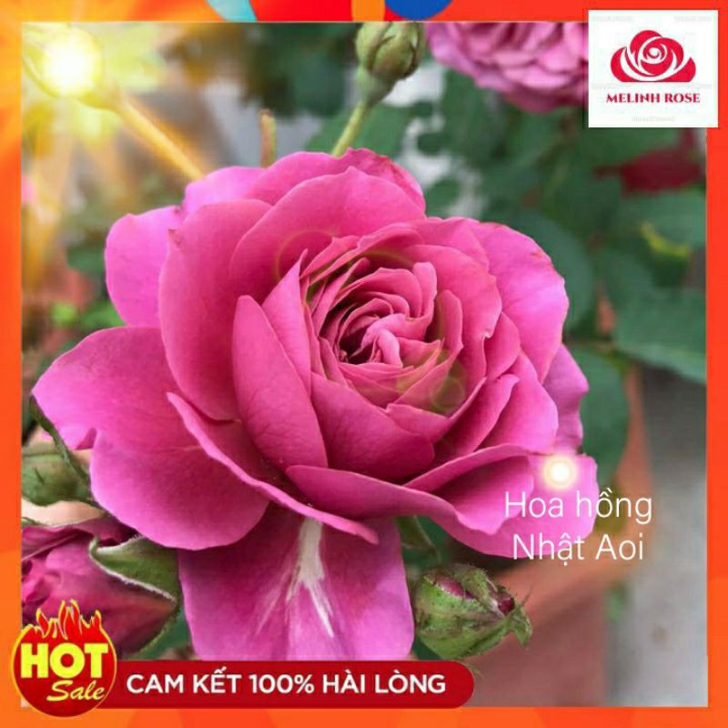 Hoa hồng Aoi - Thiếu nữ Nhật Bản trong trang phục Kimono hồng tím- Vườn Hoa Melinhrose