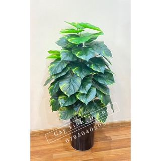 Cây trầu bà cao cấp 110cm