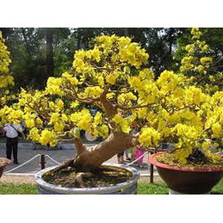 50 HẠT GIỐNG HOA MAI VÀNG