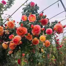 {Sale sập sàn}Combo 3 cây hoa hồng leo pháp bầu đất _được chọn màu hoa