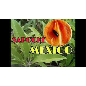 CÂY GIỐNG HỒNG XIÊM MEXICO cao 100cm